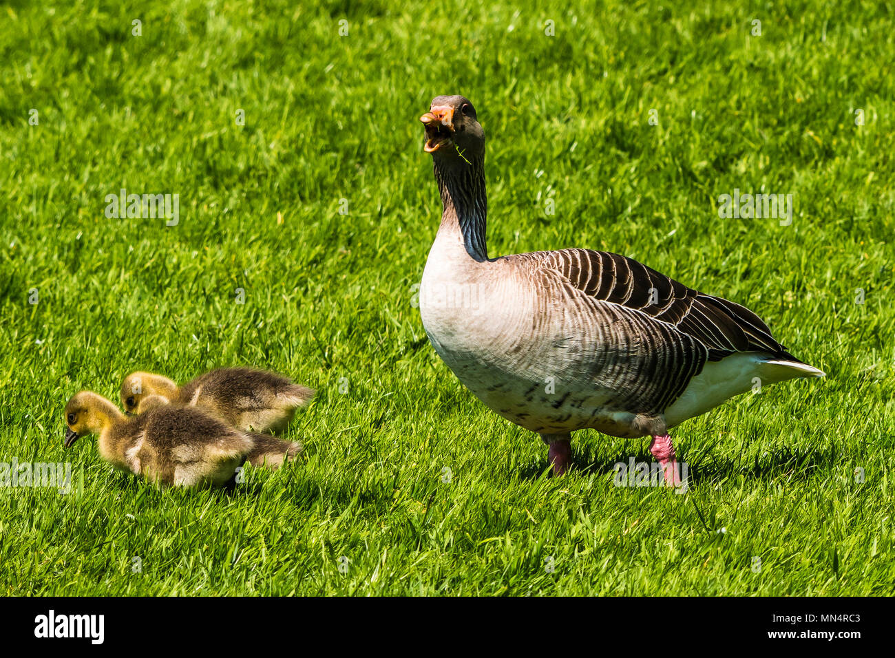 Greylag Goose and goslings at Chartwell, Kent, UK Stock Photo Alamy