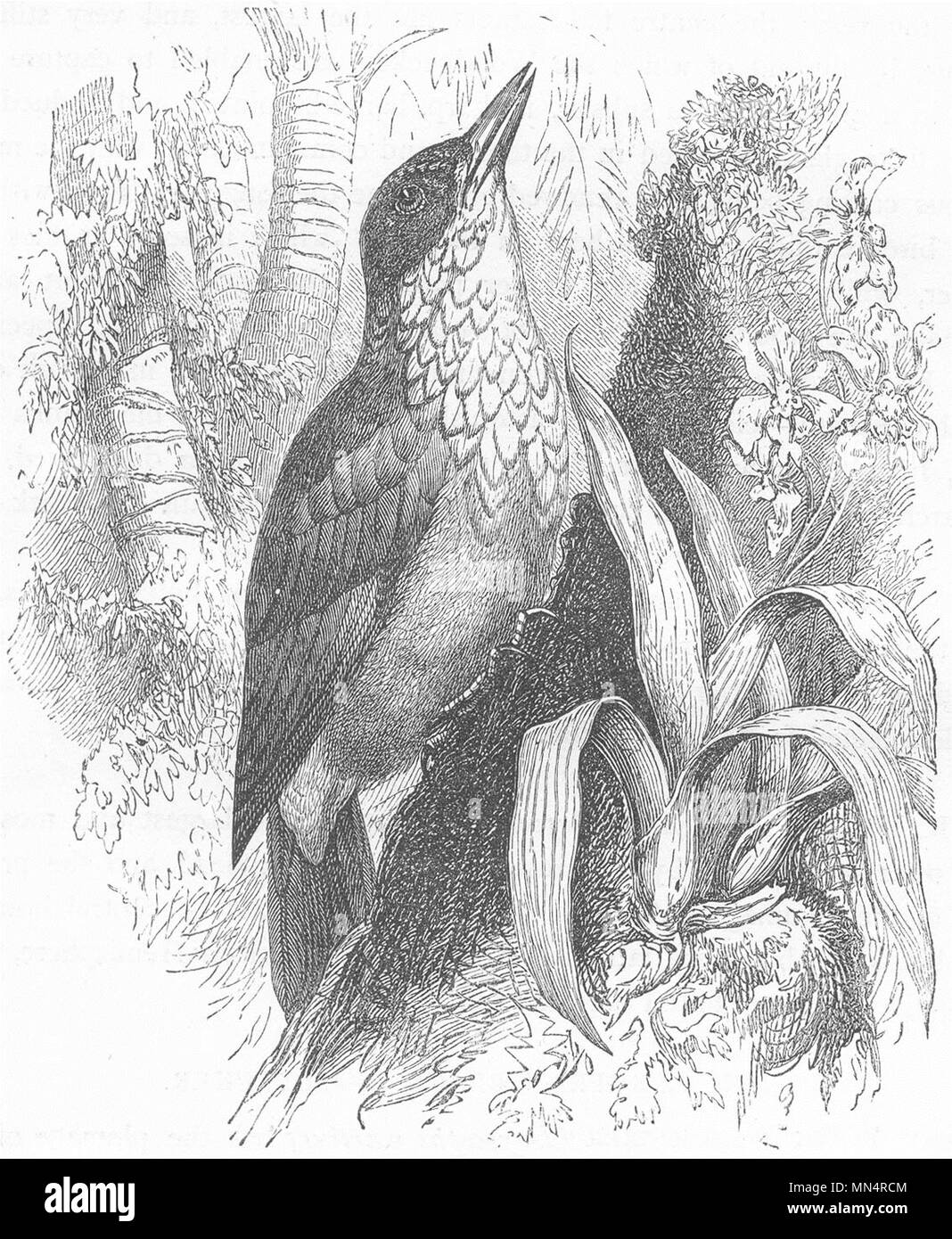 BIRDS. Searcher. Tree Climber. Woodpecker-chopper c1870 old antique print Stock Photo