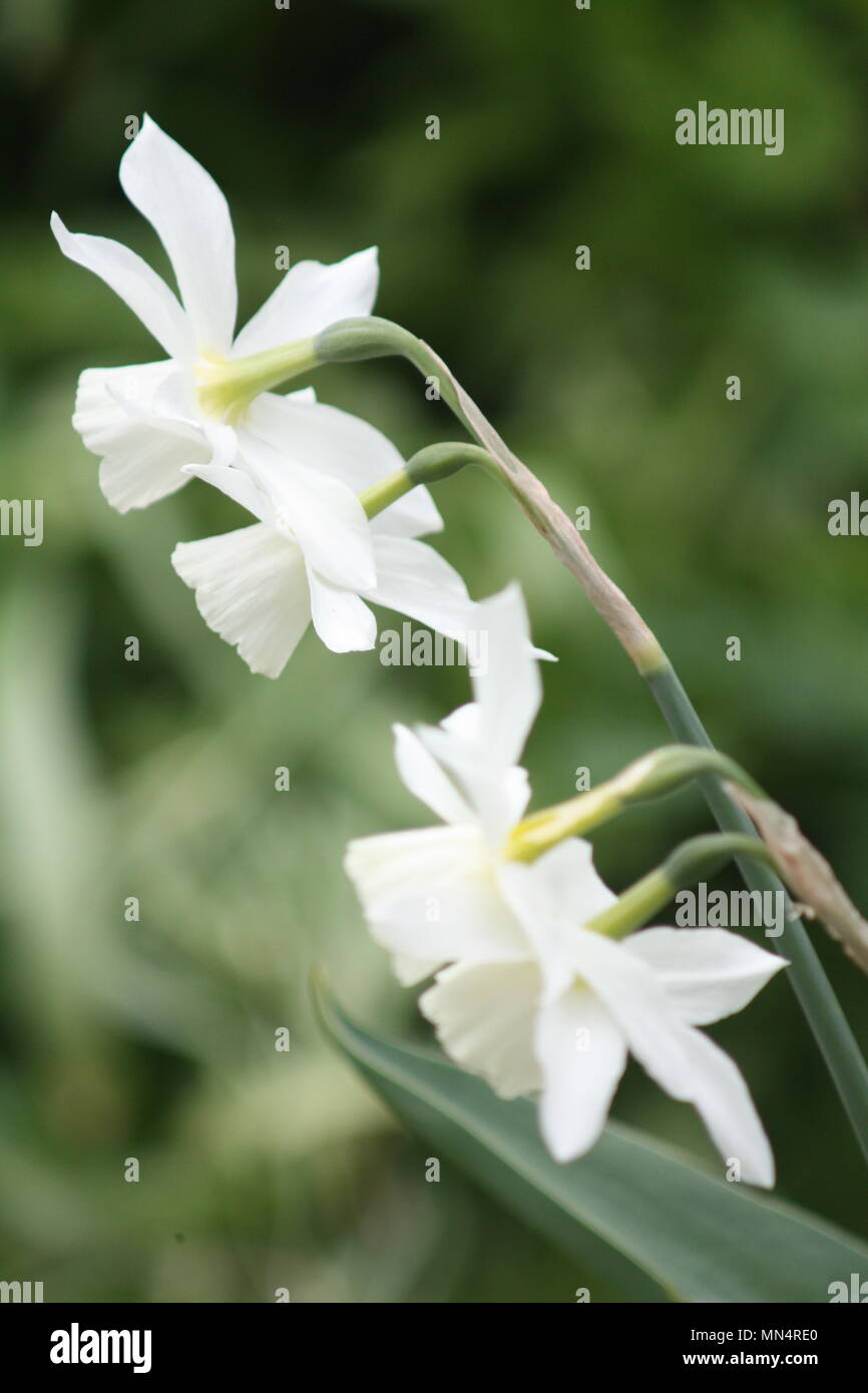 daffodils in a cottage garden Stock Photo