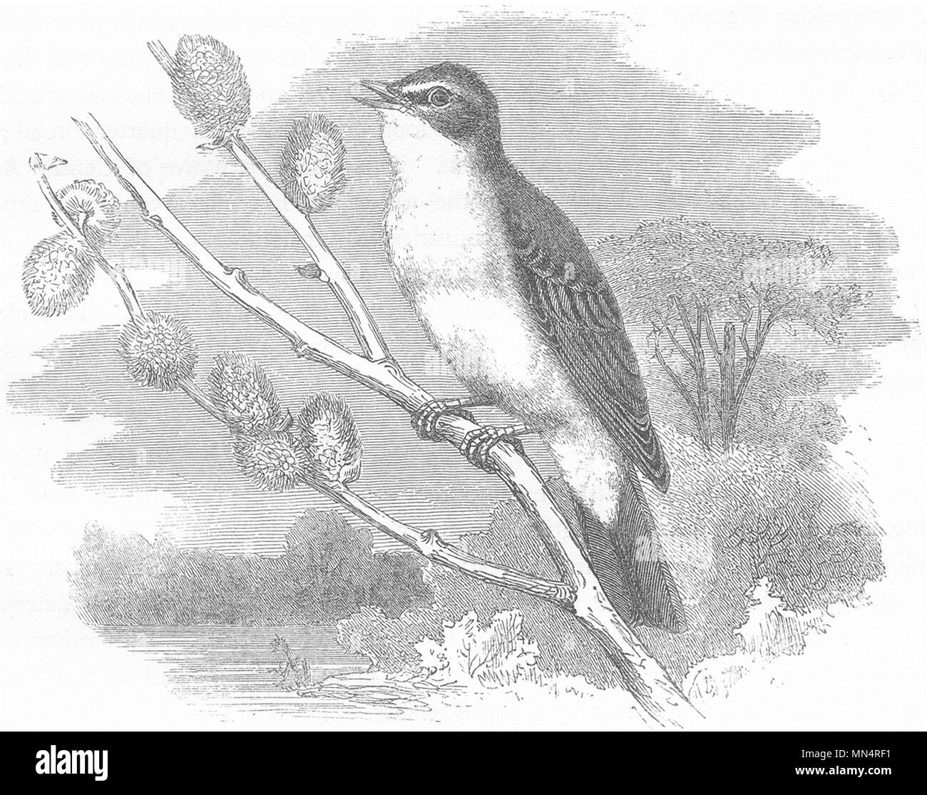 SINGING WARBLER. Field Tree, Willow Wren c1870 old antique print picture Stock Photo