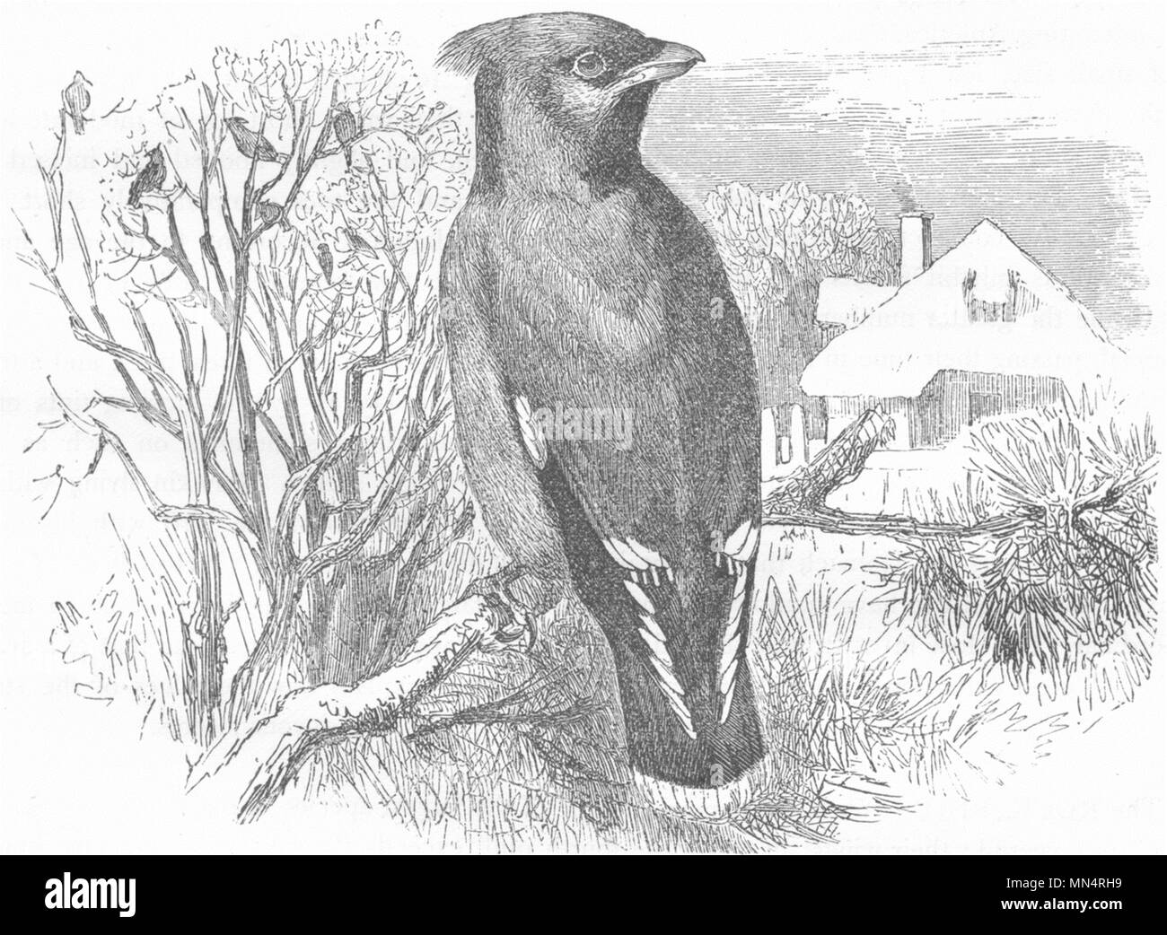 FLY-CATCHER. Silk-tail, Bohemian Chatterer, Wax-Wing c1870 old antique print Stock Photo