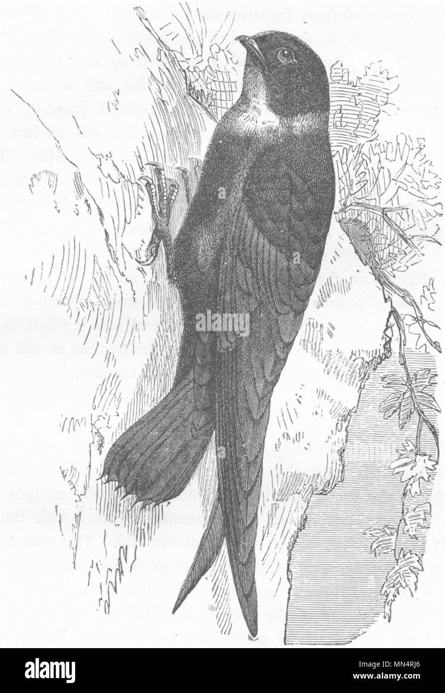 GAPER. Swift. White-Throated Prickly-Tailed c1870 old antique print ...