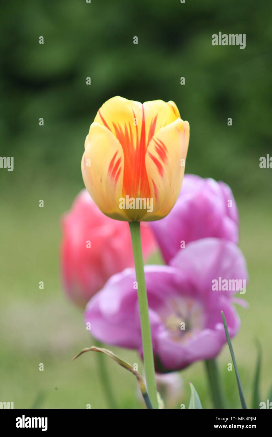 tulips in a cottage garden Stock Photo