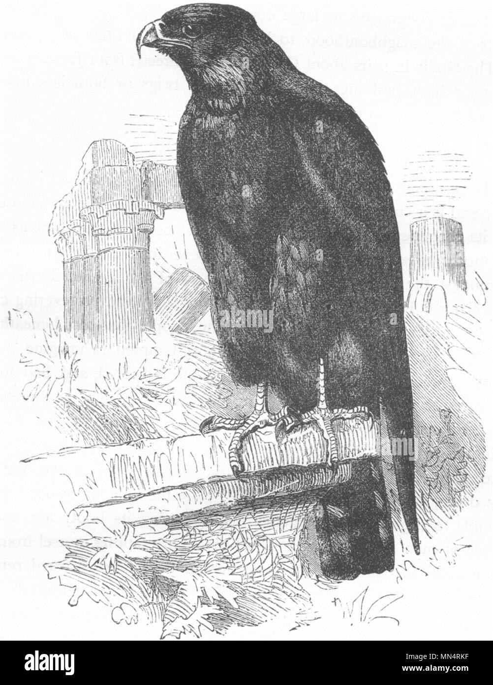 True Kite BIRDS. Raptorial. True Kite. Parasite c1870 old antique vintage print ...