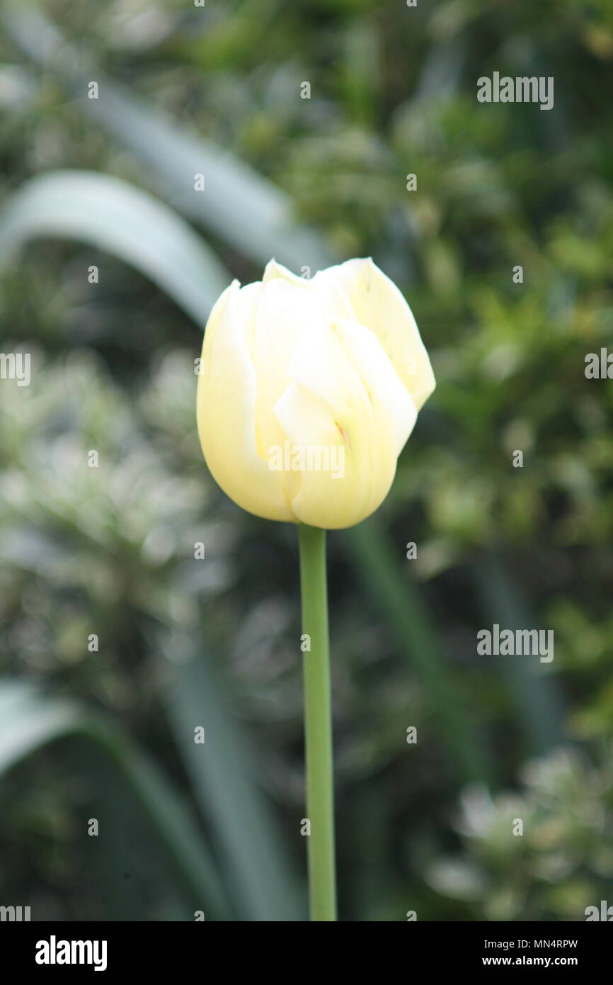 solo lemon tulip Stock Photo