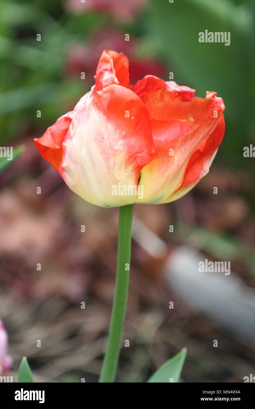 solo yellow & orange tulip Stock Photo