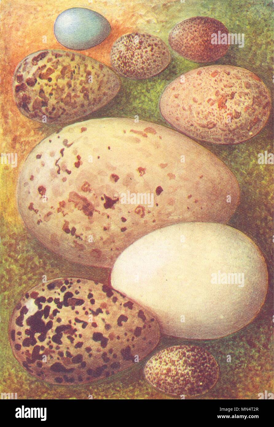 Meadow pipit eggs hires stock photography and images Alamy