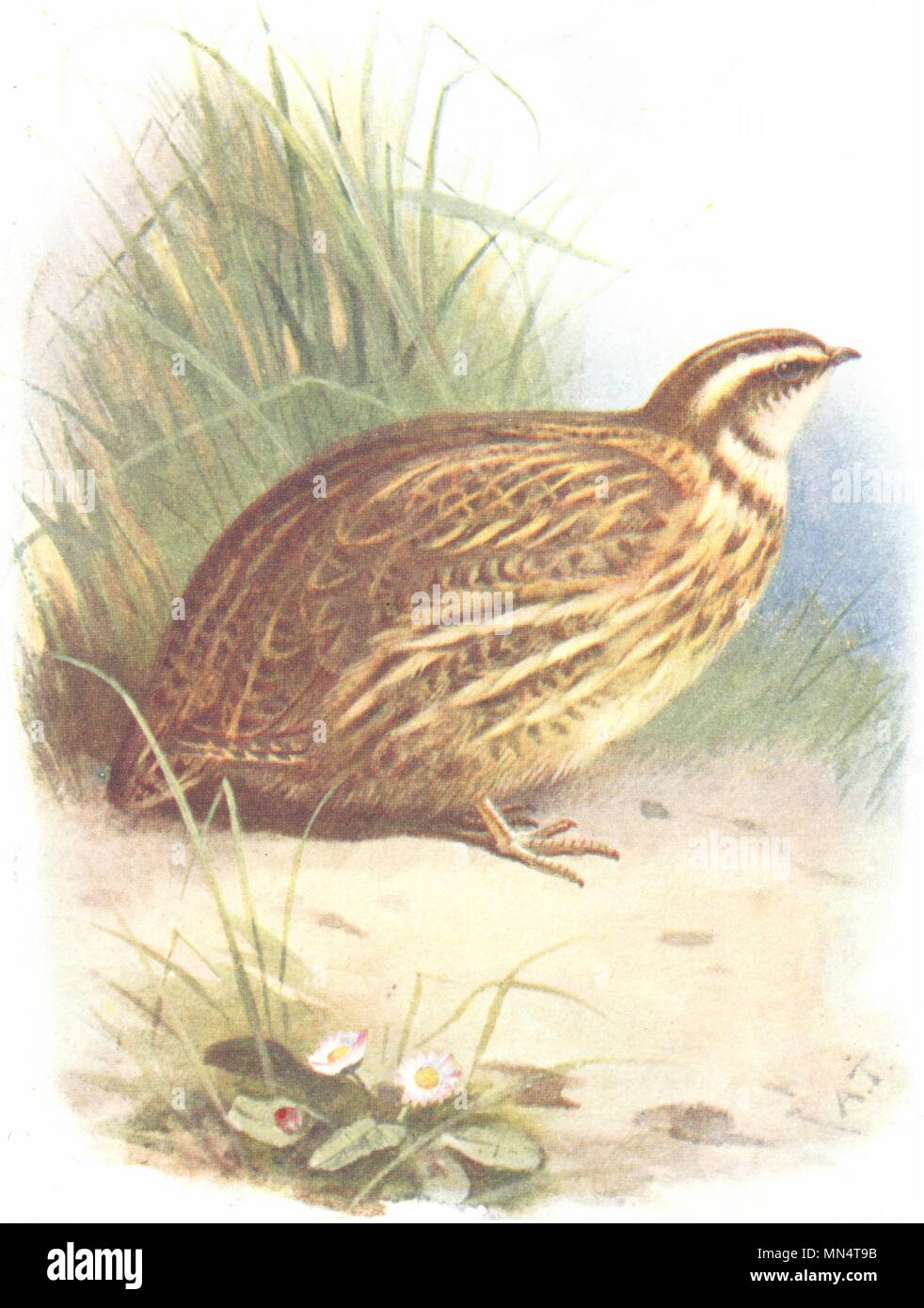 BIRDS. Quail 1901 old antique vintage print picture Stock Photo Alamy