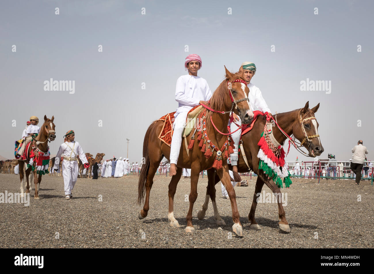 Omani horse hi-res stock photography and images - Alamy