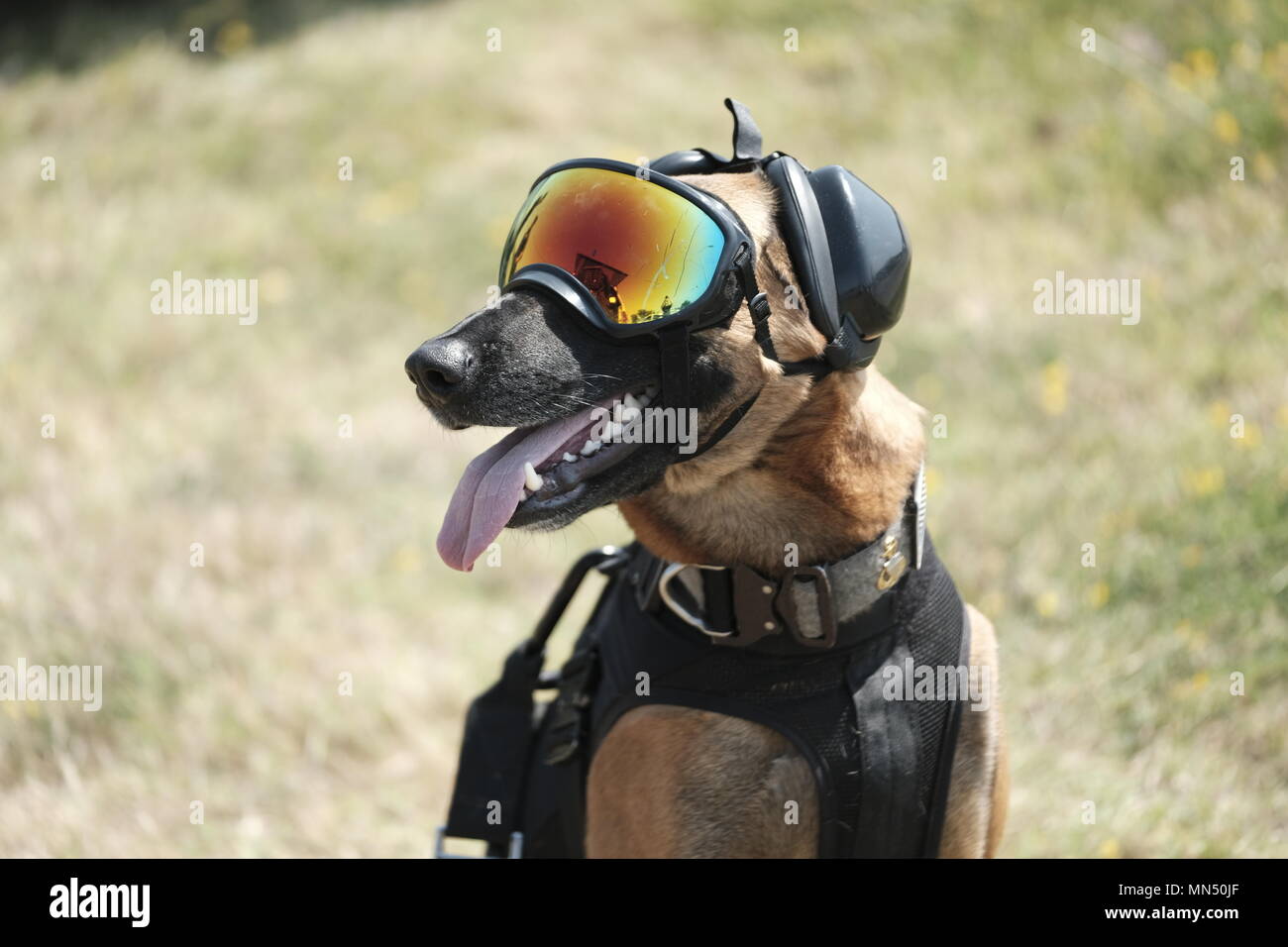 Belgian hotsell malinois gear