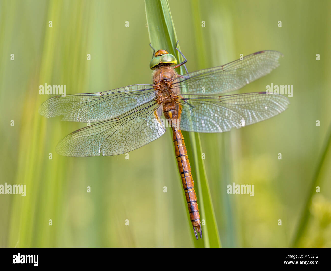 Beautiful dragonfly on green grass hi-res stock photography and images ...