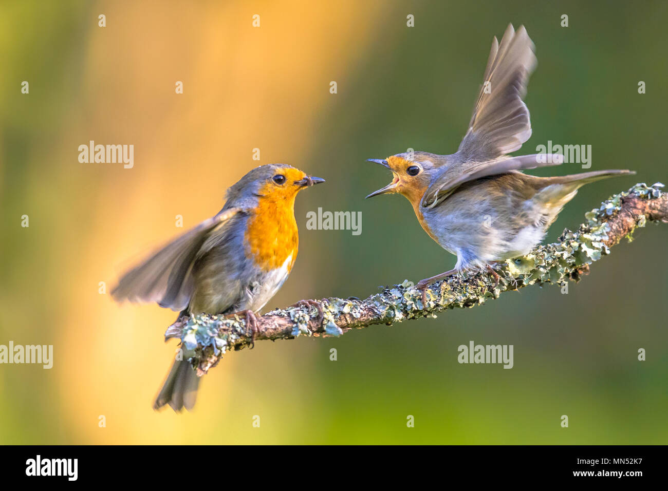 Cute wildlife hi-res stock photography and images - Alamy