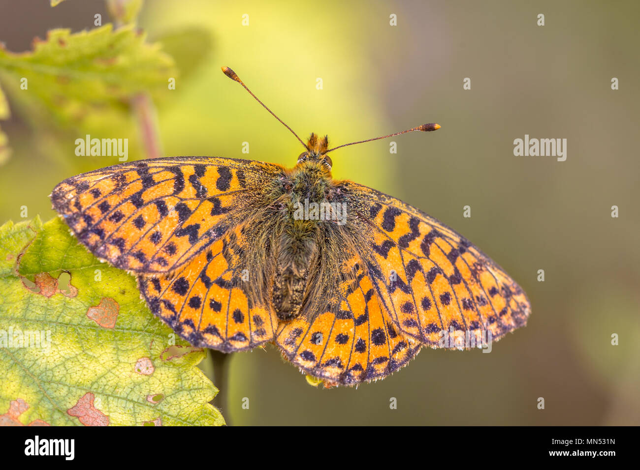 Cranberry Fritillary (Boloria aquilonaris) warming wings in sun. This is a critically endangered species of butterfly in the Netherlands Stock Photo