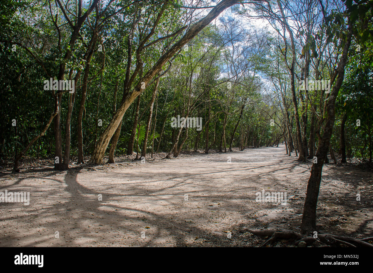 Road created by the ancient mayas at the Coba Jungle, Mexico Stock Photo