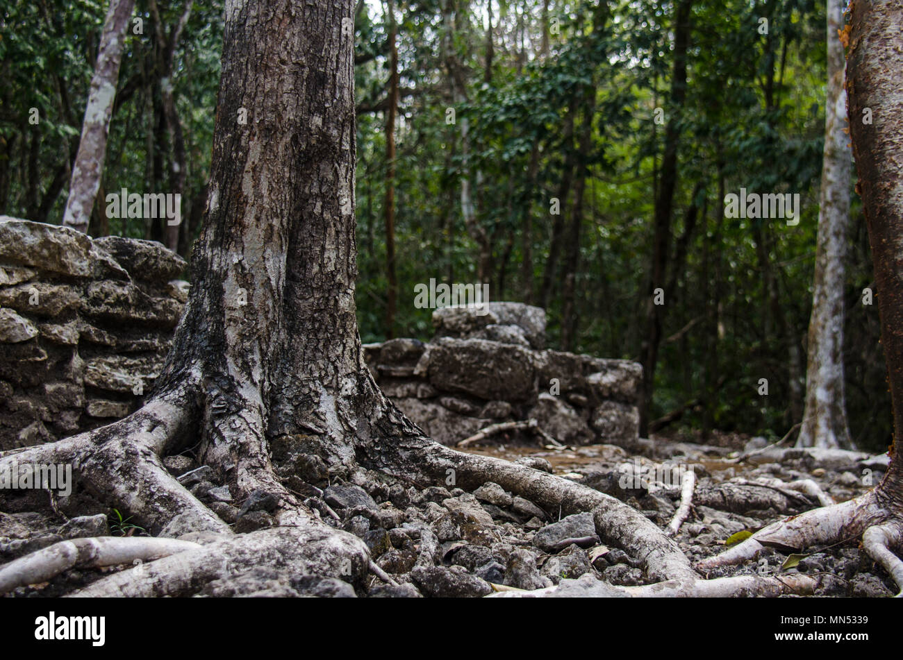 Ancient ruins and trees at the archaeological site of Coba Stock Photo