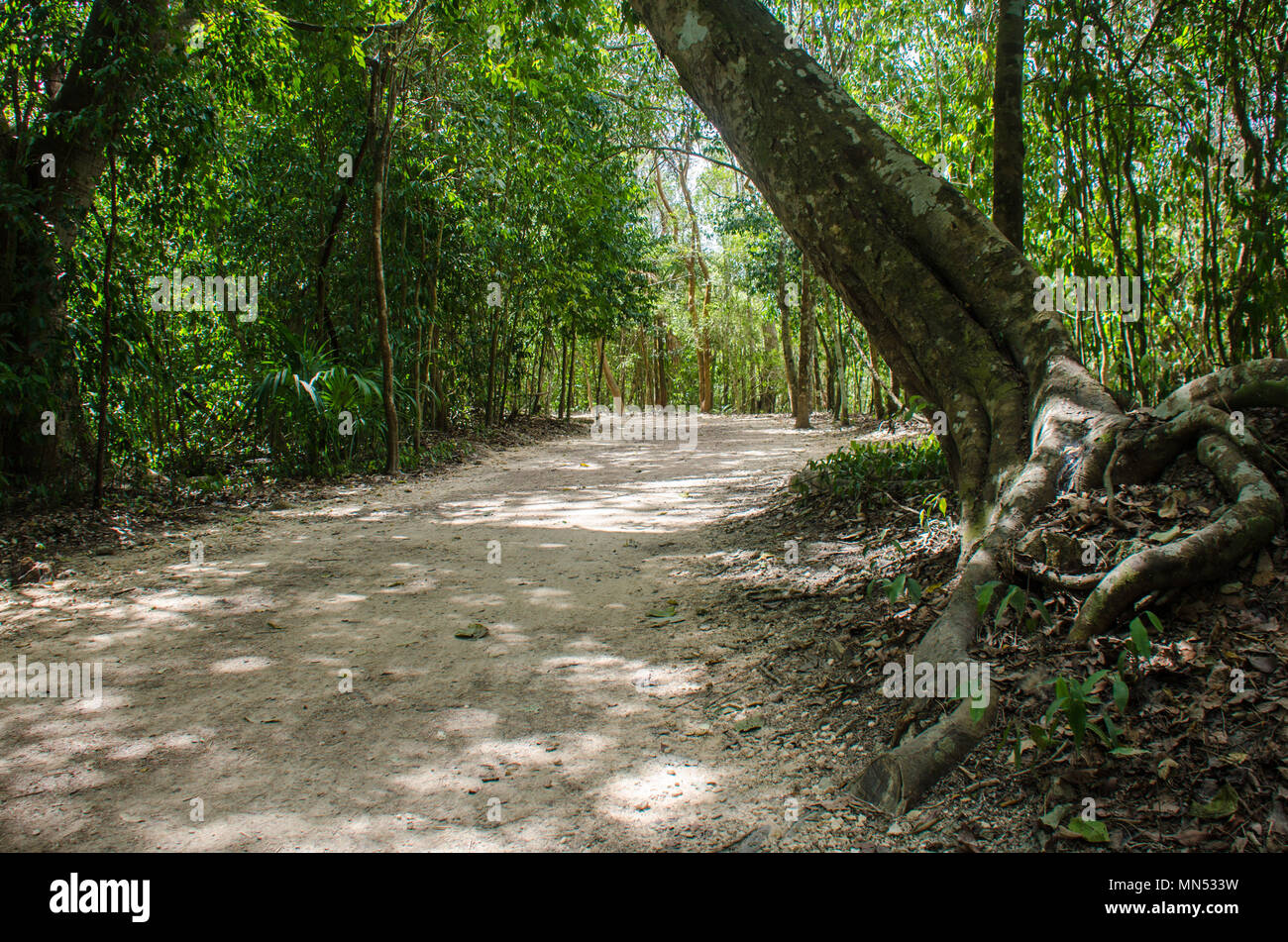 Road created by the ancient mayas at the Coba Jungle, Mexico Stock Photo