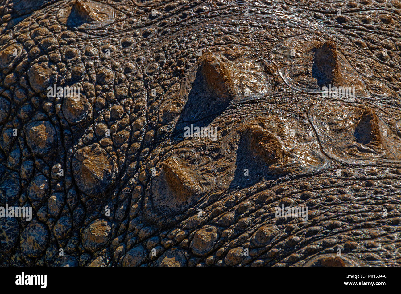 Close up background of natural patterns textures and reflections on ...