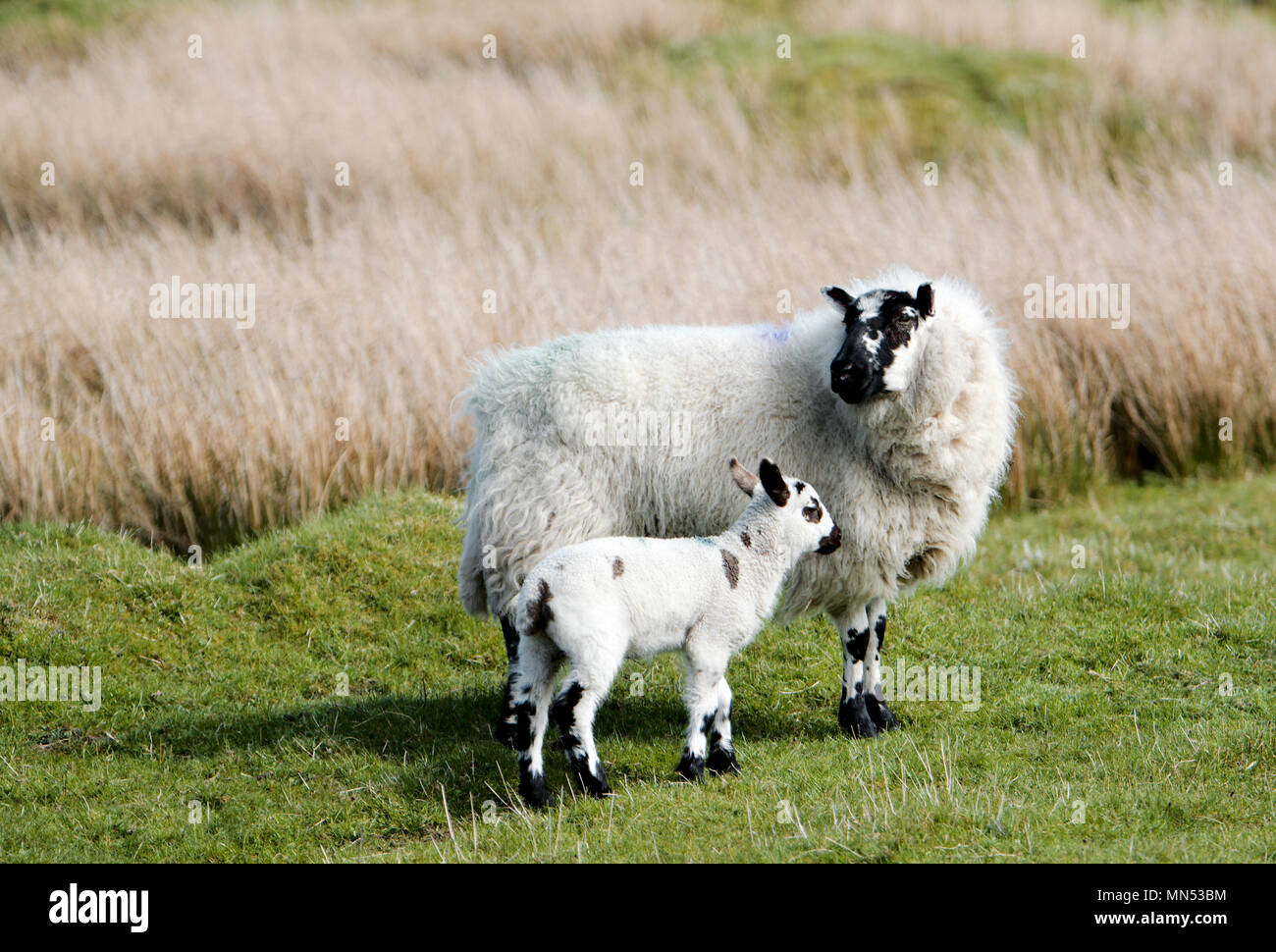 A sheep with  lamb at foot in Nidderdale North Yorkshire Stock Photo