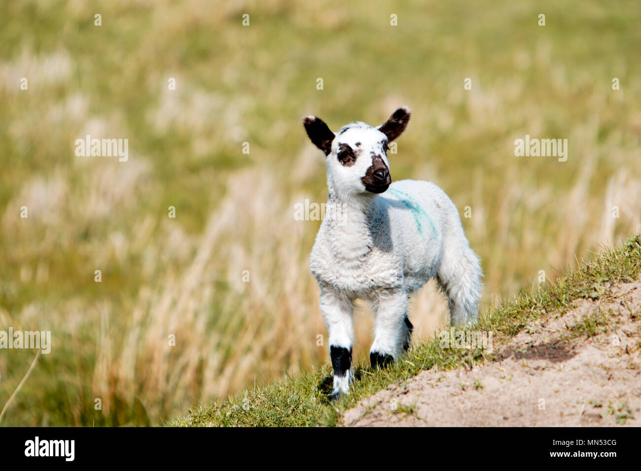 A lamb enjoying the afternoon sun in Nidderdale North Yorkshire Stock Photo