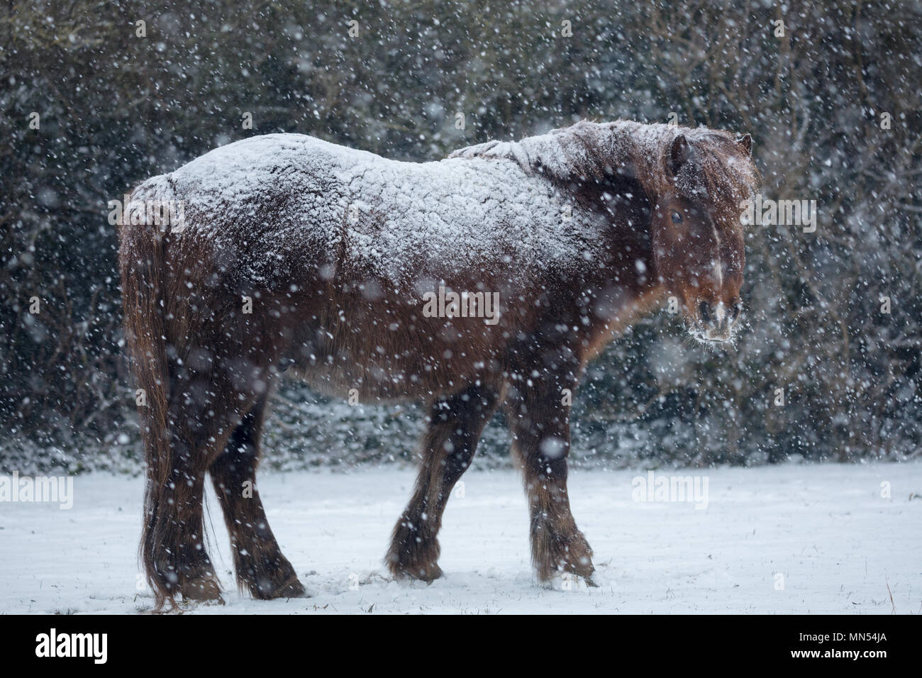 Ponies in the snow in winter, Milborne Port, Somerset, England, UK Stock Photo