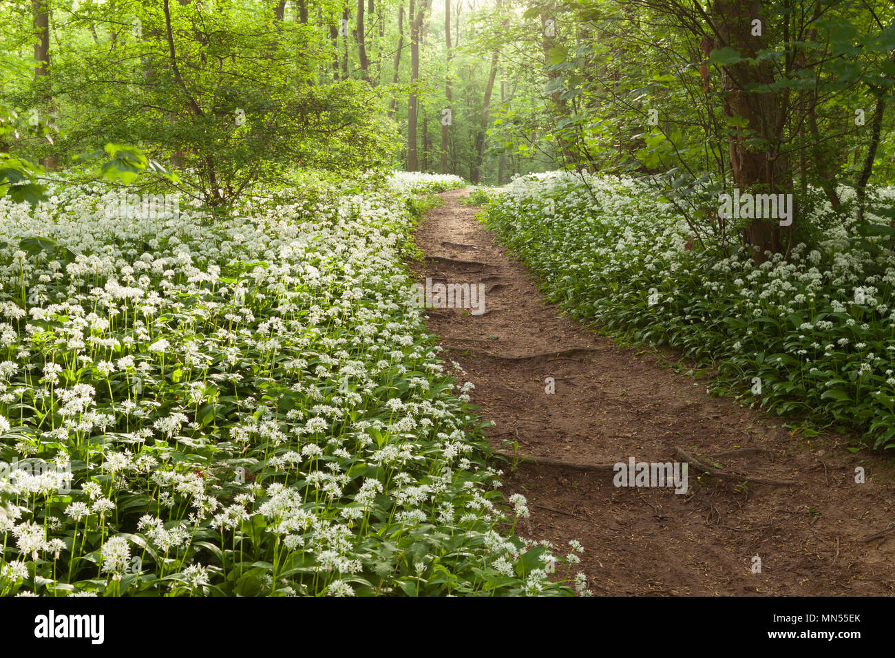 UK Weather: Early morning light on Wild Garlic (Allium ursinum) in an English woodland in Spring. Brumby Wood, Scunthorpe, North Lincolnshire, UK. 11t Stock Photo