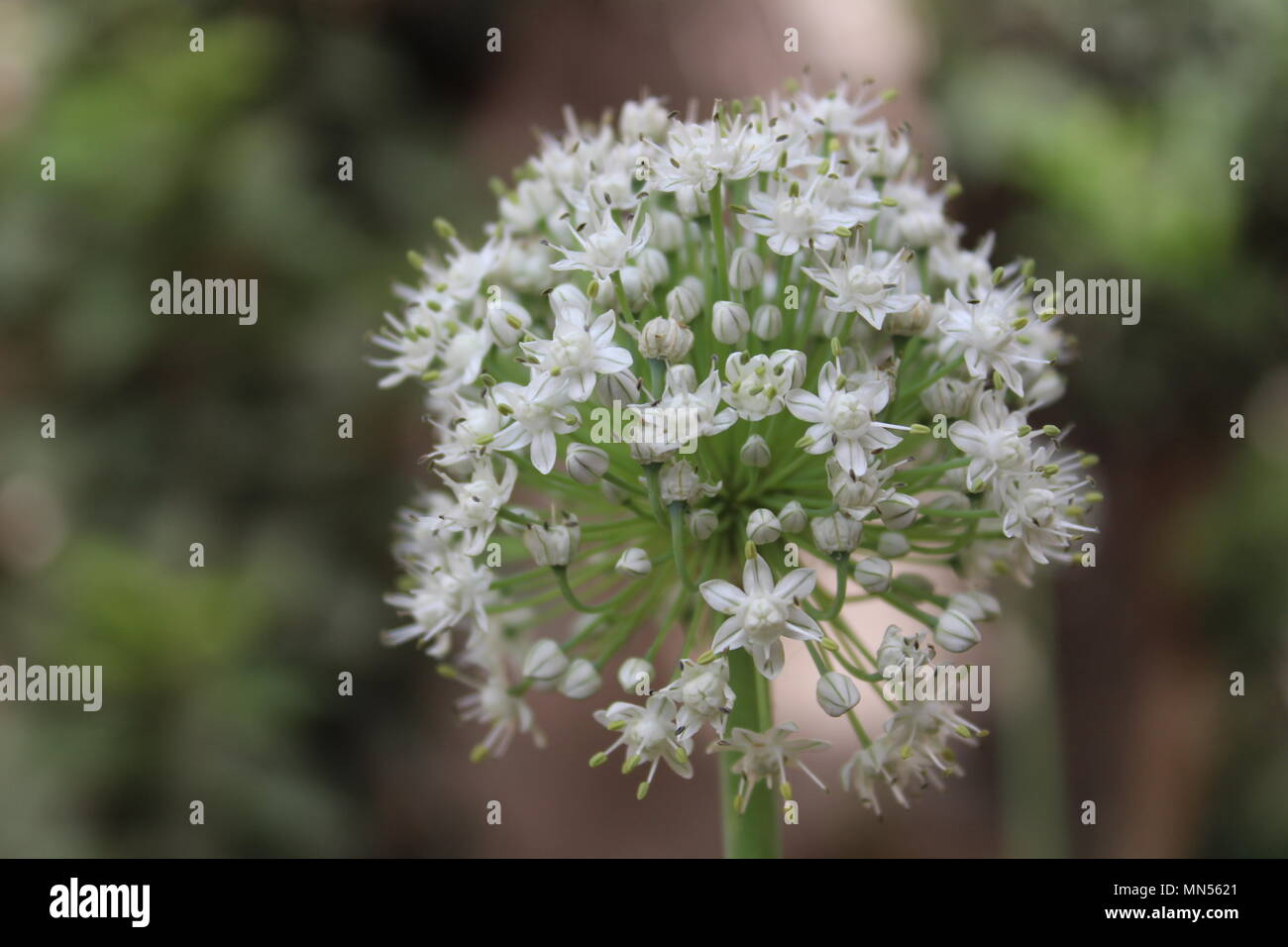A blooming onion (Onion Flower Stock Photo Alamy