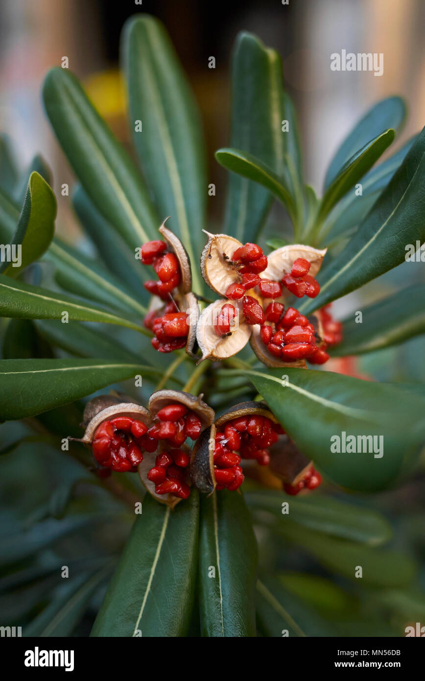 Pittosporum tobira fruits Stock Photo