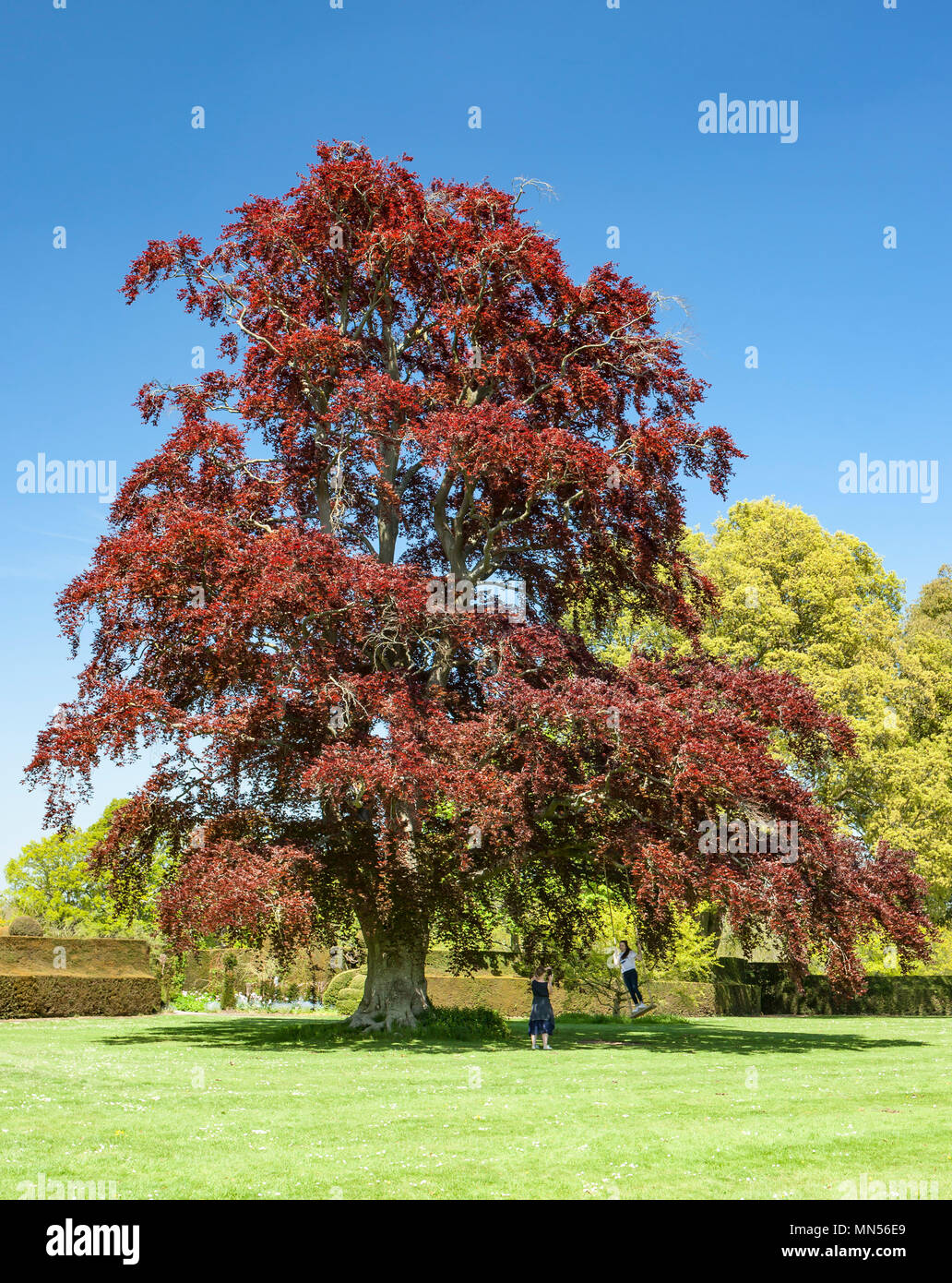 Copper Beech Tree. Stock Photo
