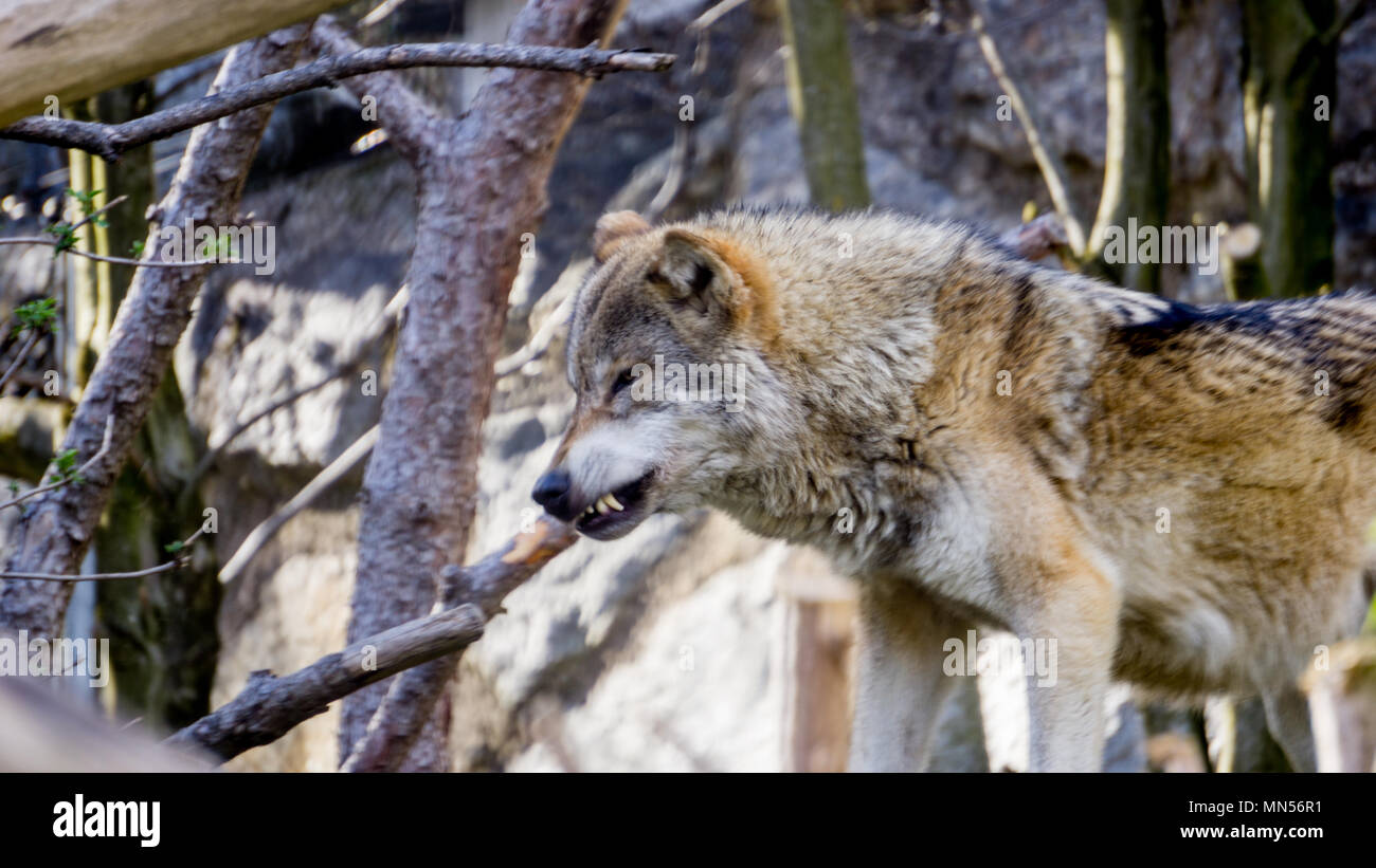 Shot taken from high distance from a wolf pack. Wild Wolves in the alps Stock Photo