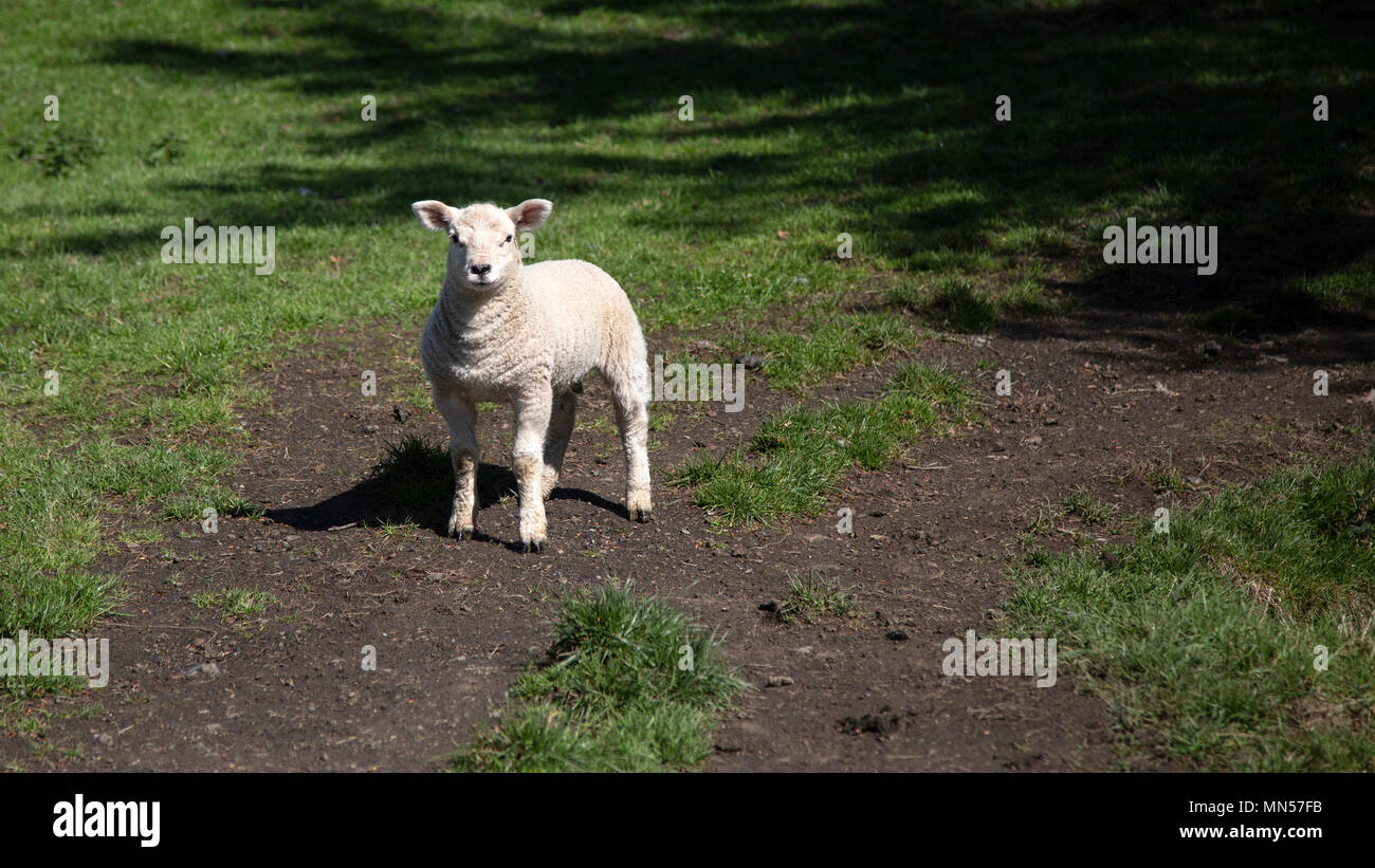 Lone Lamb Stock Photo