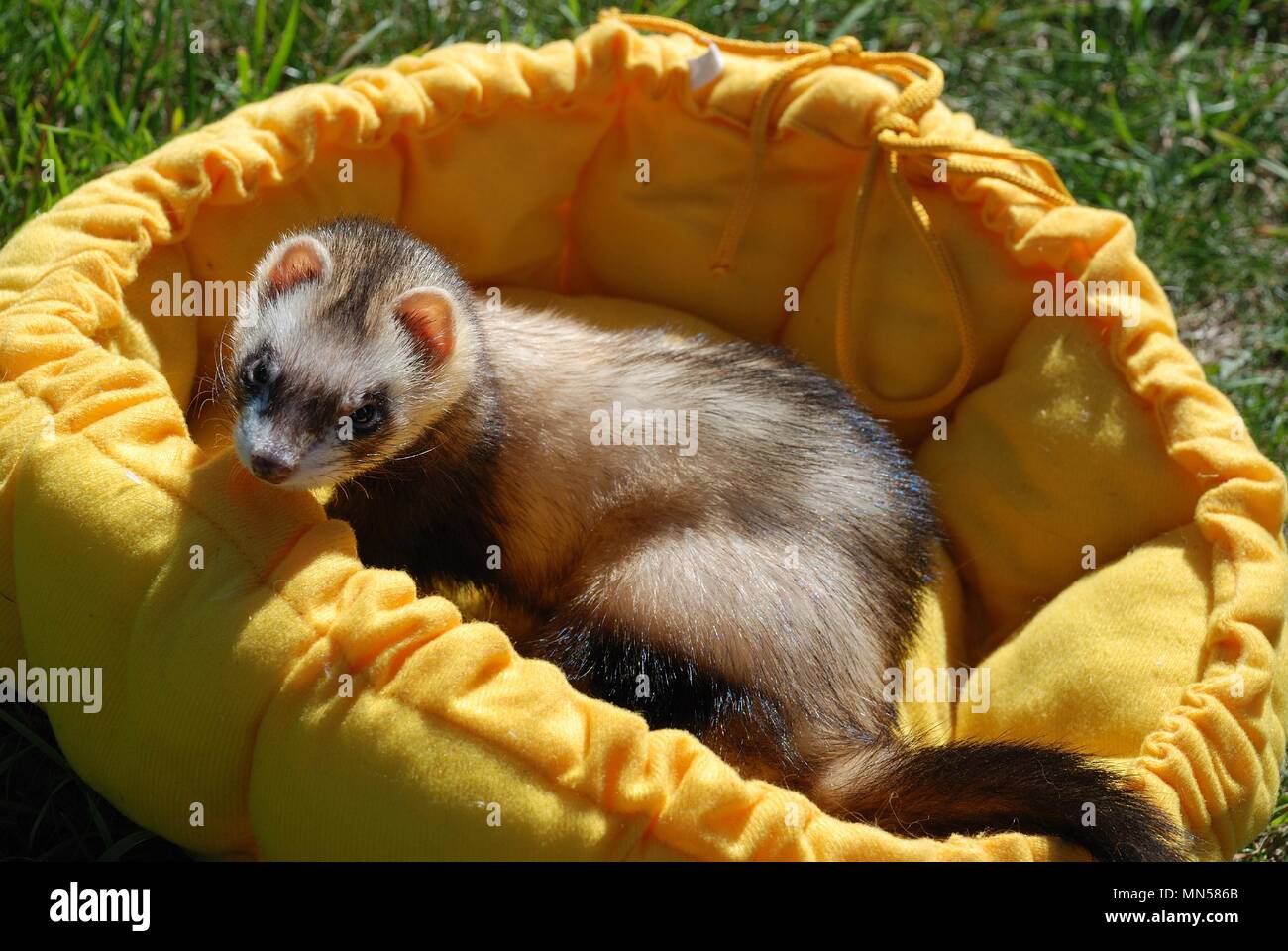 Furet Stock Photo Alamy