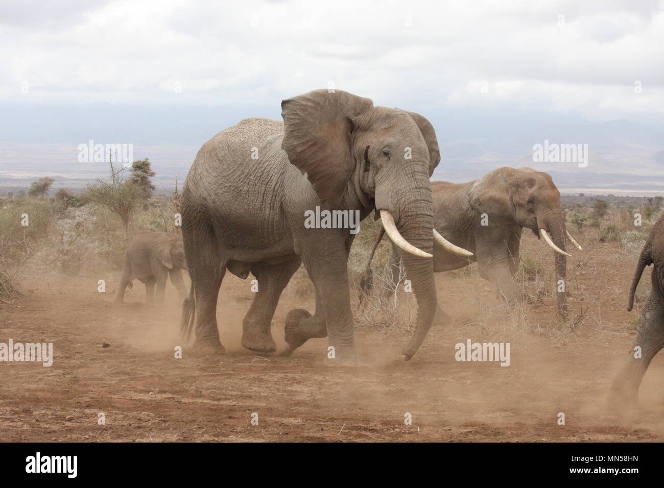 Herd of female elephants being chased by a group of males Stock Photo
