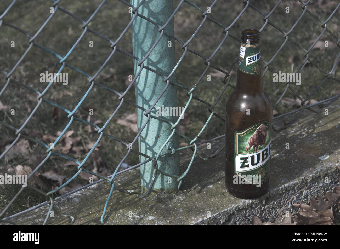 TRZCINIEC DOLNY/POLAND - 04/05/2018: The glass bottle of Zubr (bison) beer, which is one of czech breweries. It shows problem with alcoholism in Polan Stock Photo