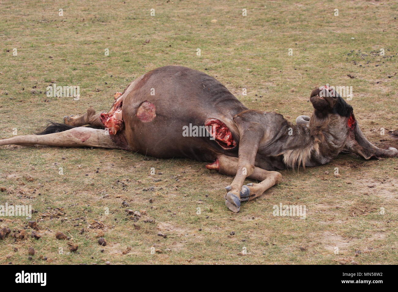 Daed wildebeest - breakfast, lunch, dinner, snack, Stock Photo