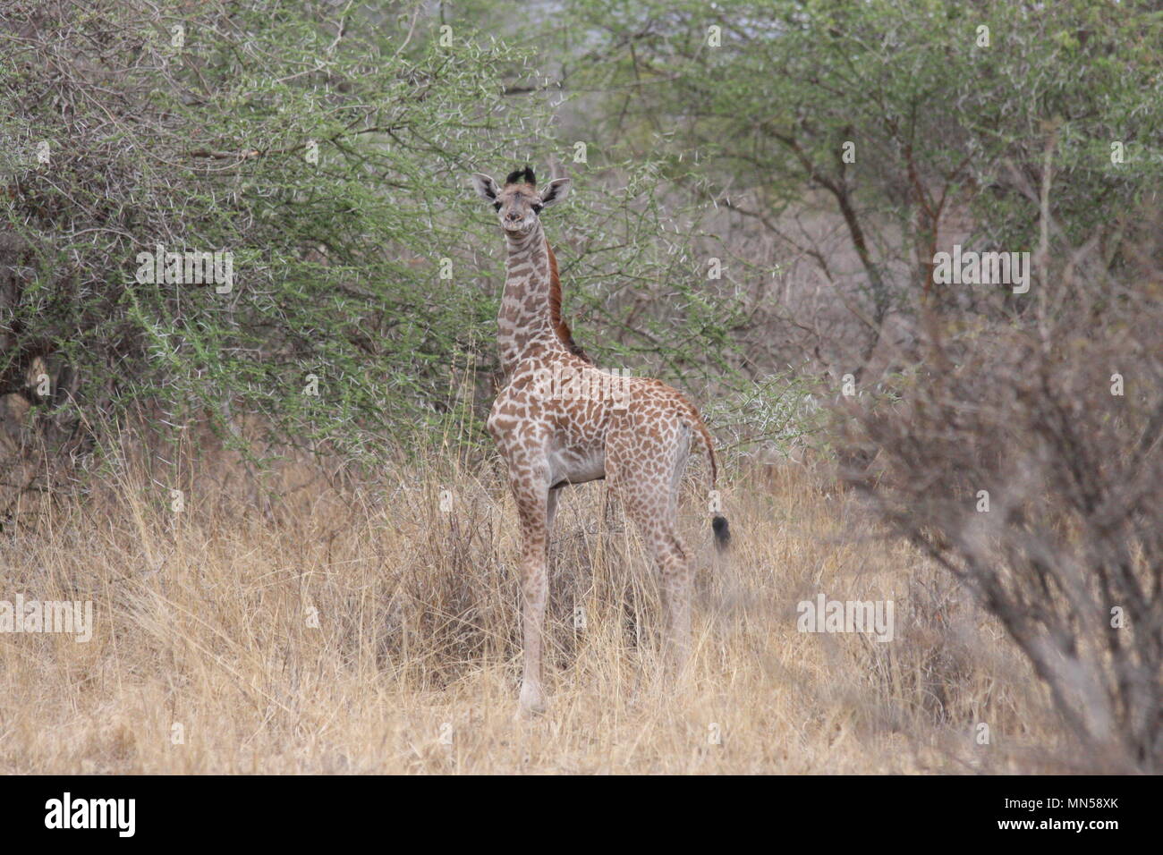 Baby Giraffe seen in the Chyulu Hills, Kenya Stock Photo