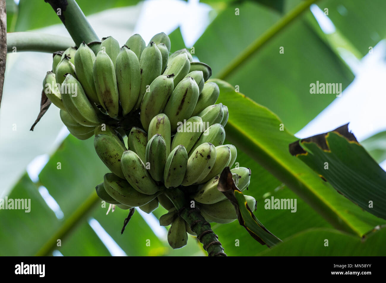 Fruits of Wild Banana, Musa acuminata, Musaceae, Carara National Park, Costa Rica, Centroamerica Stock Photo