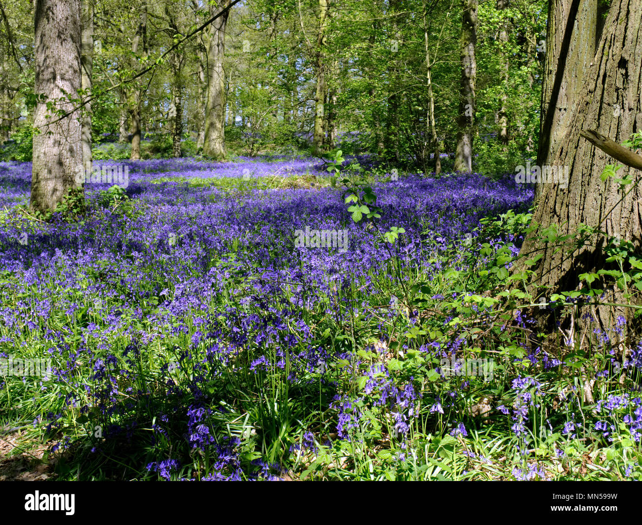 A beautiful display of English Bluebells (Hyacinthoides non-scripta) in Great Wood, near Blickling in Norfolk, England,in May 2018. Stock Photo