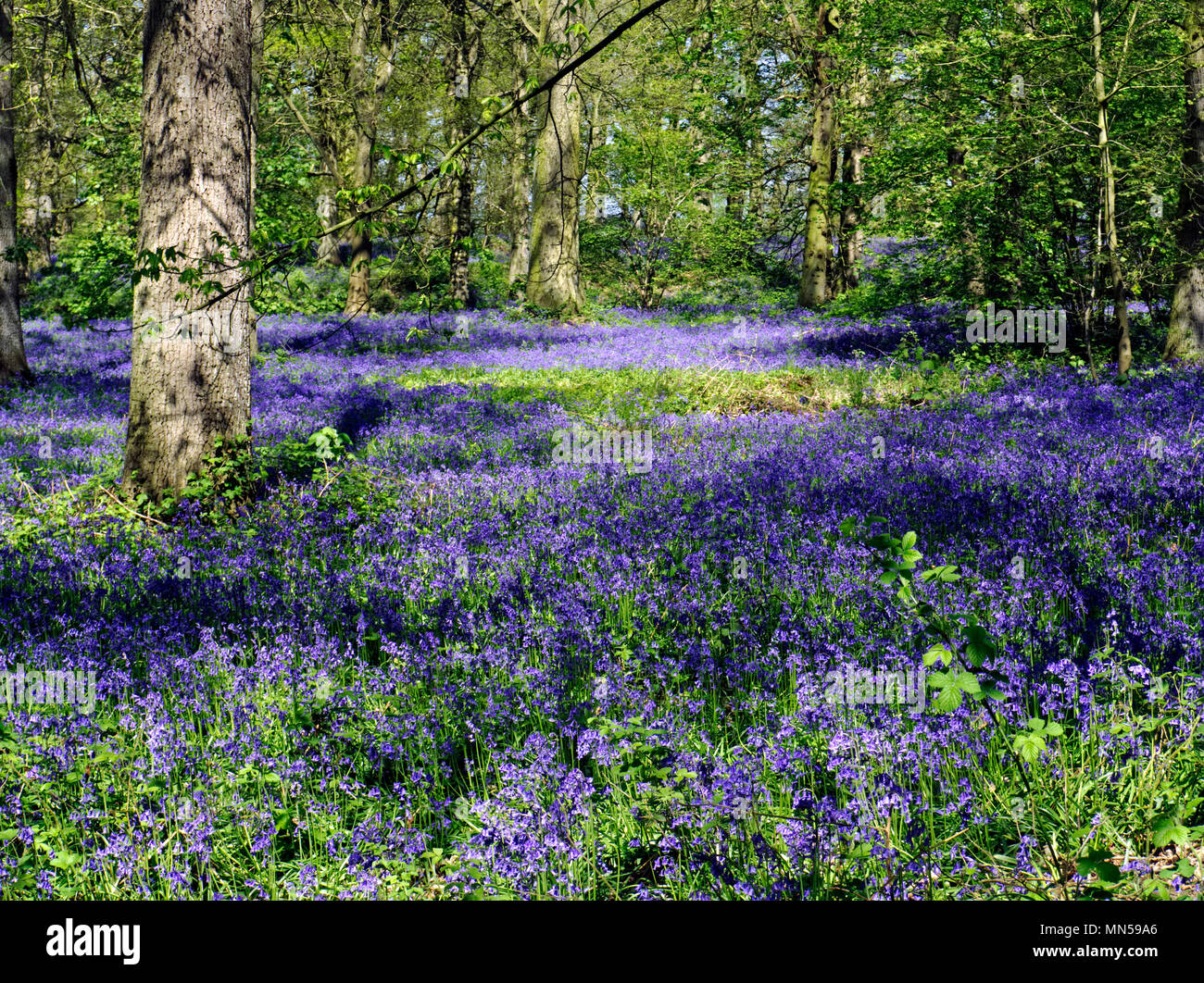 A beautiful display of English Bluebells (Hyacinthoides non-scripta) in Great Wood, near Blickling in Norfolk, England,in May 2018. Stock Photo