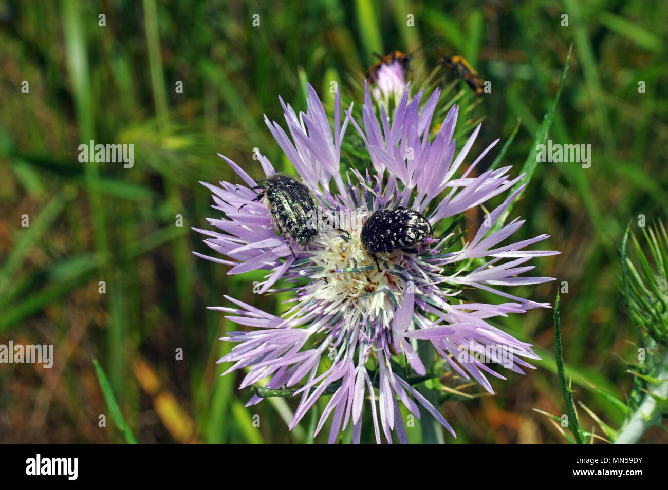 Wild thistle (galactites tomentosa) with insect close-up Stock Photo