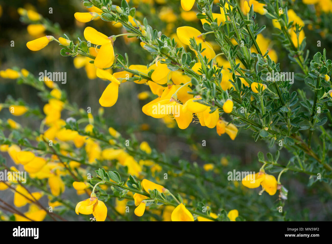 Cytisus scoparius, common broom or Scotch broom yellow flowers closeup selective focus Stock Photo