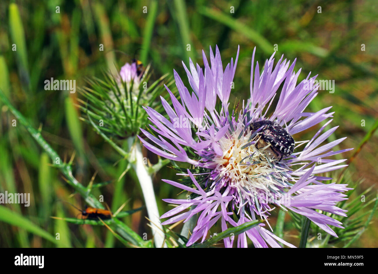 Wild thistle (galactites tomentosa) with insect close-up Stock Photo