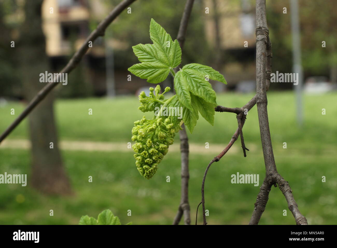 Flowers and inflorescence of Acer pseudoplatanus (sycamore maple) Stock Photo
