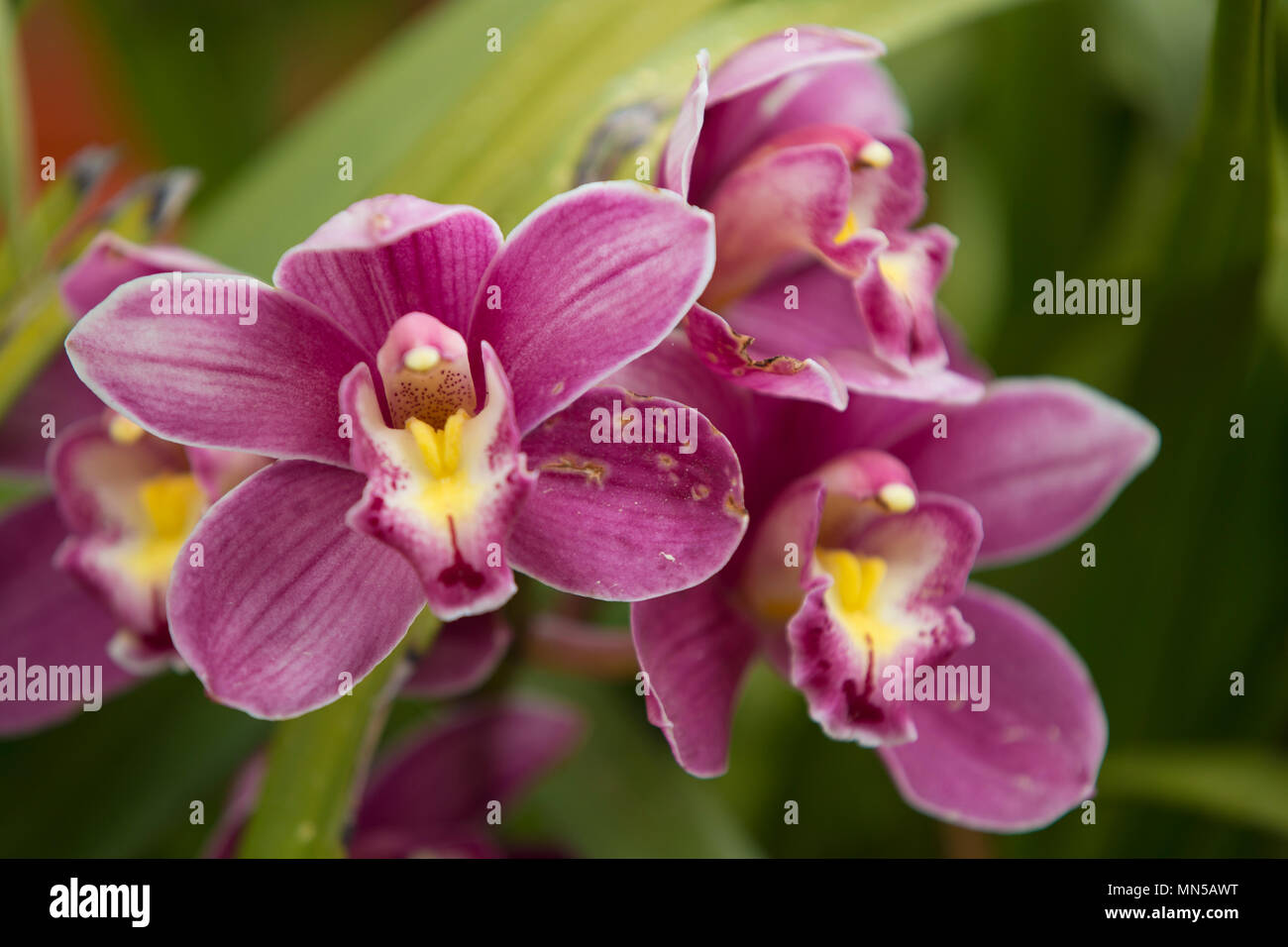 Orchid flower in orchid garden at winter or spring day. Orchid flower for postcard beauty agriculture design. Beautiful orchid flower in tropical. Stock Photo