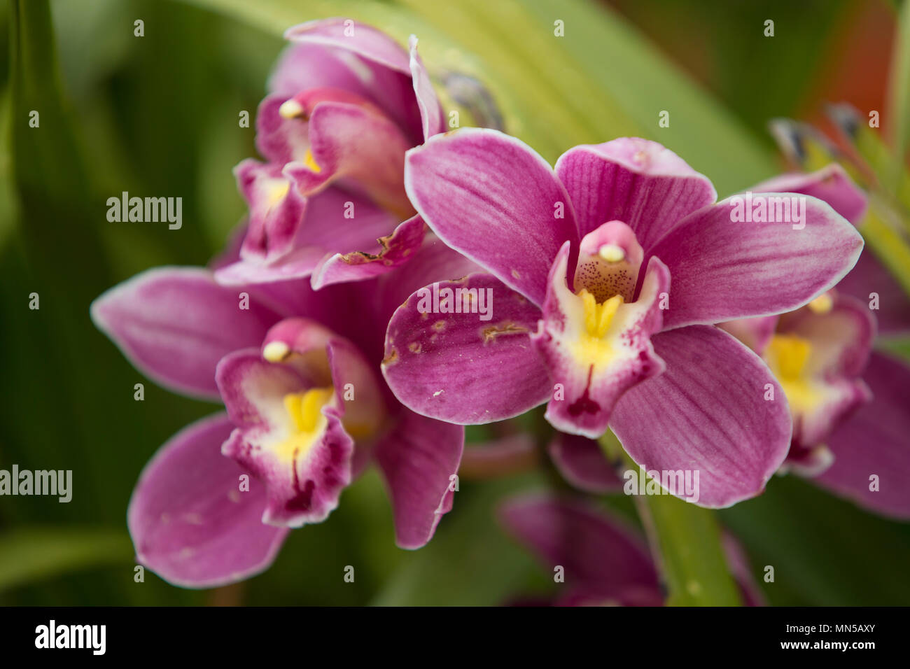 Orchid flower in orchid garden at winter or spring day. Orchid flower for postcard beauty agriculture design. Beautiful orchid flower in tropical. Stock Photo
