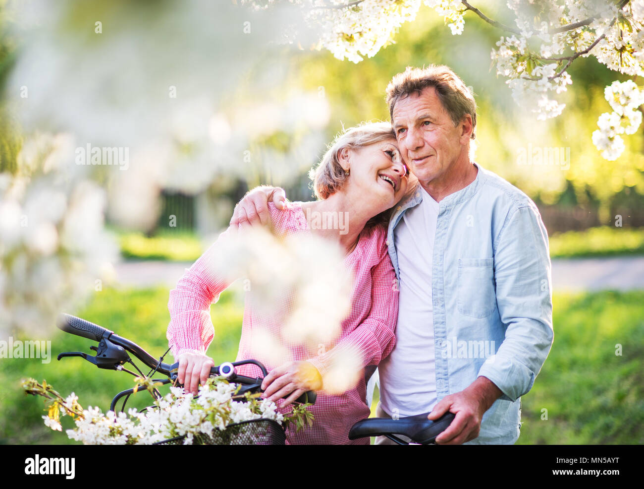 Beautiful senior couple with bicycles outside in spring nature under blossoming trees. Stock Photo