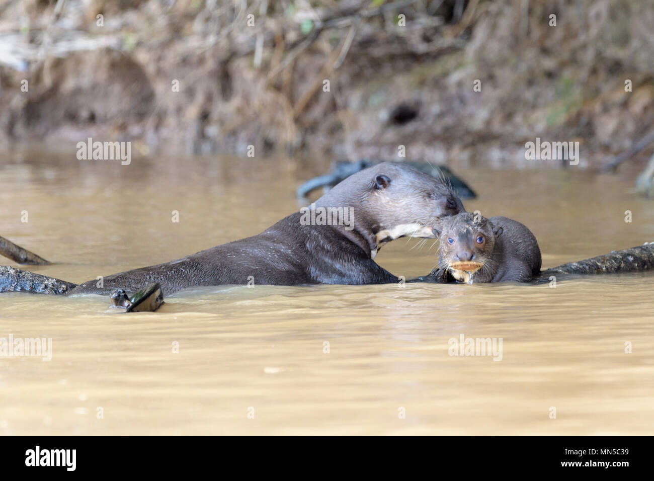 Giant otter (Pteronura brasiliensis) adult cleaning cub in water, Pantanal, Mato Grosso, Brazil. Stock Photo