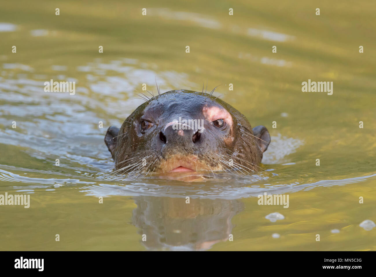 Giant otter (Pteronura brasiliensis) in water, Pantanal, Mato Grosso, Brazil Stock Photo
