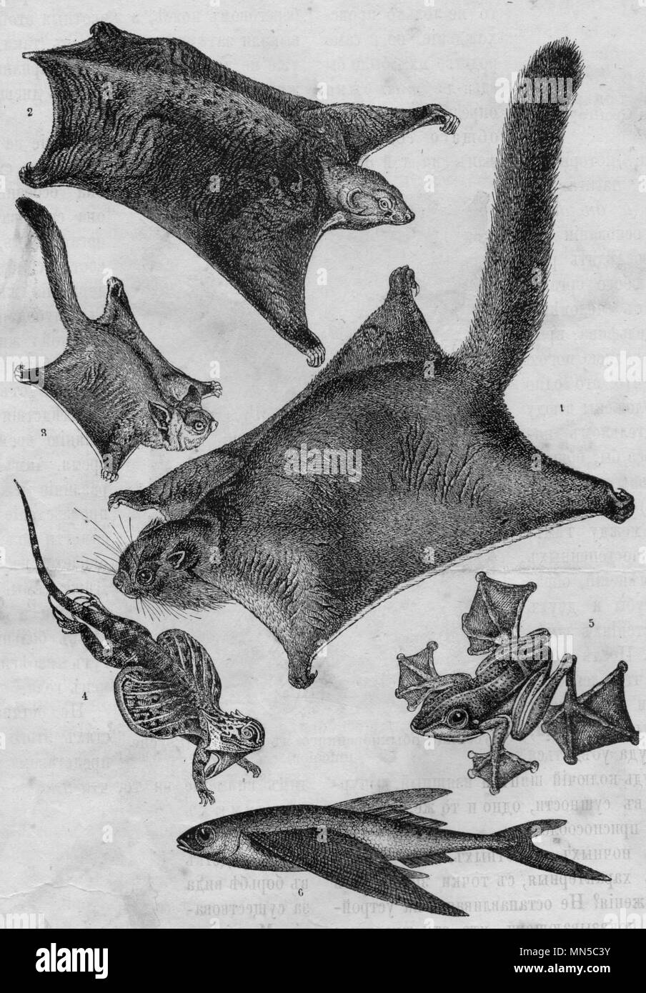 Gliding animals. Illustration from 1900 magazine. 1 Flying squirrel 2 flying lemur 3 sugar glider 4 flying dragon 5 green flying frog 6 flyingfish Stock Photo - Alamy Gliding animals. Illustration from 1900 magazine. 1 Flying squirrel 2 flying lemur 3 sugar glider 4 flying dragon 5 green flying frog 6 flyingfish Stock Photo - Alamy