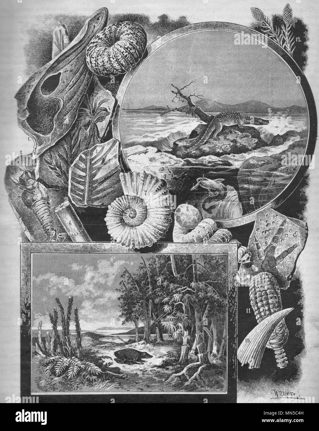 Fossils. Vintage engraved illustration. Published in magazine in 1900. Stock Photo