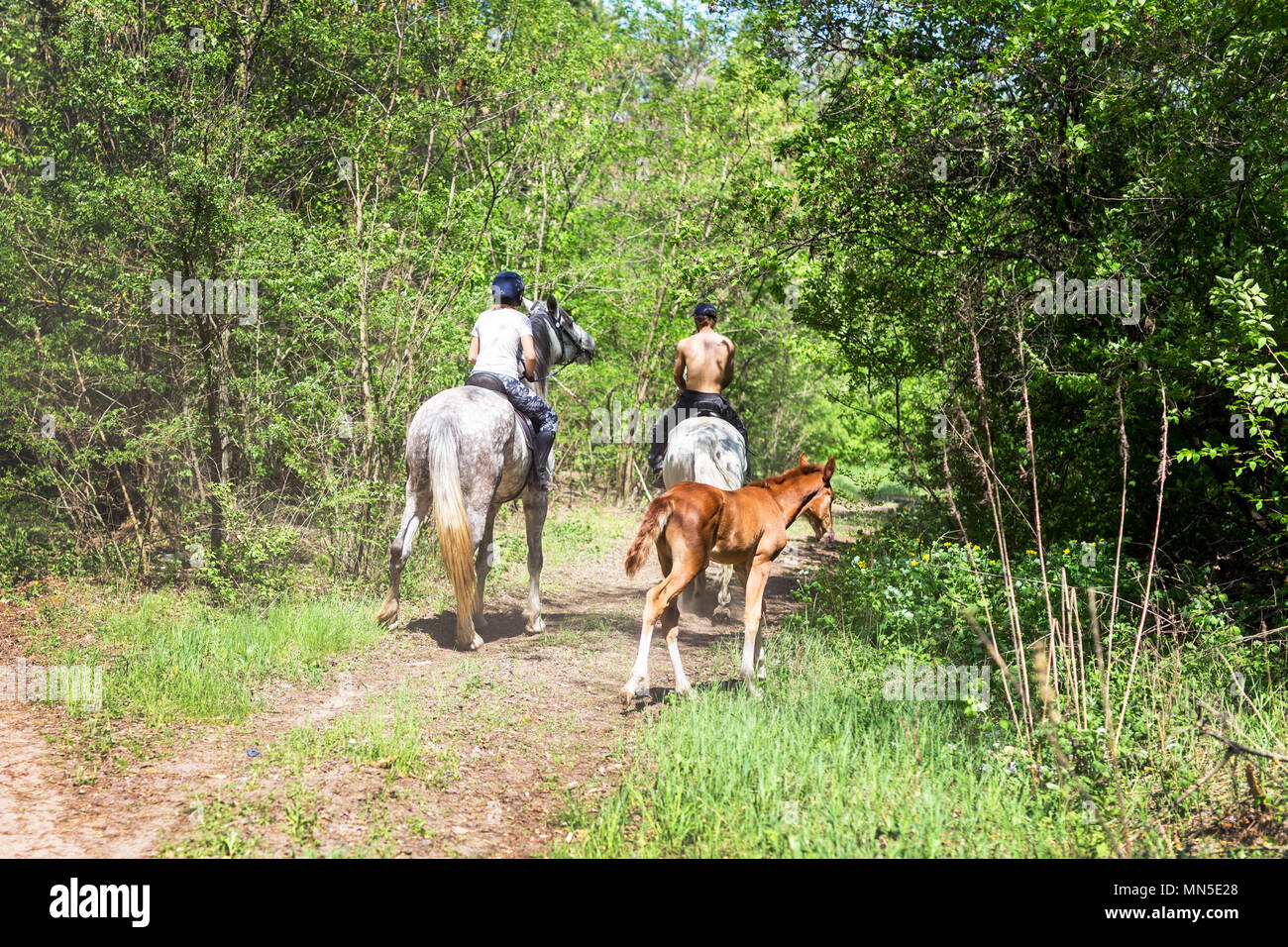 Two riders walking in green forest by horses. Little cute foal following adults. Back view. Summer family activity concept Stock Photo